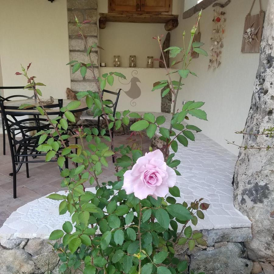 Nonna Pasqualina B&B Santa Teresa Gallura Ngoại thất bức ảnh